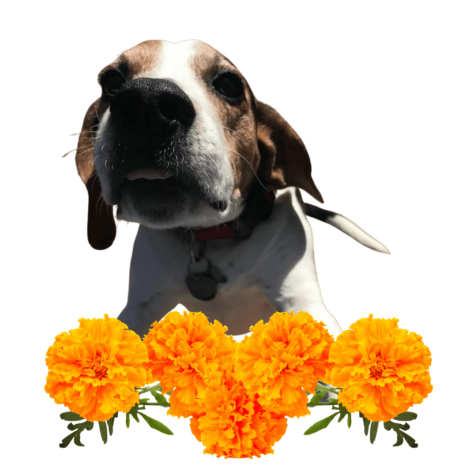 Moby boop marigold feet